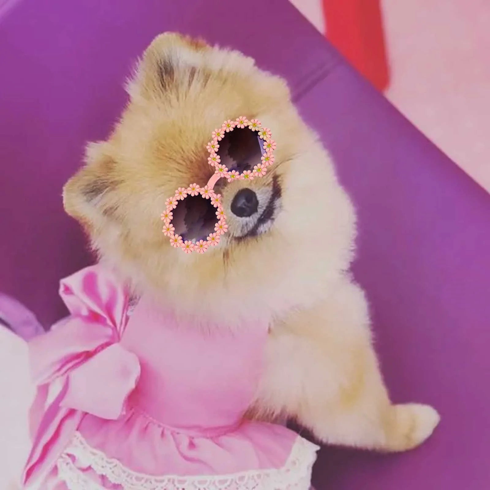 Pet Accessories Flower Sunglasses Circular Role Playing Glasses Photo Props Glasses For Cats And Small And Paracord Dog Leash