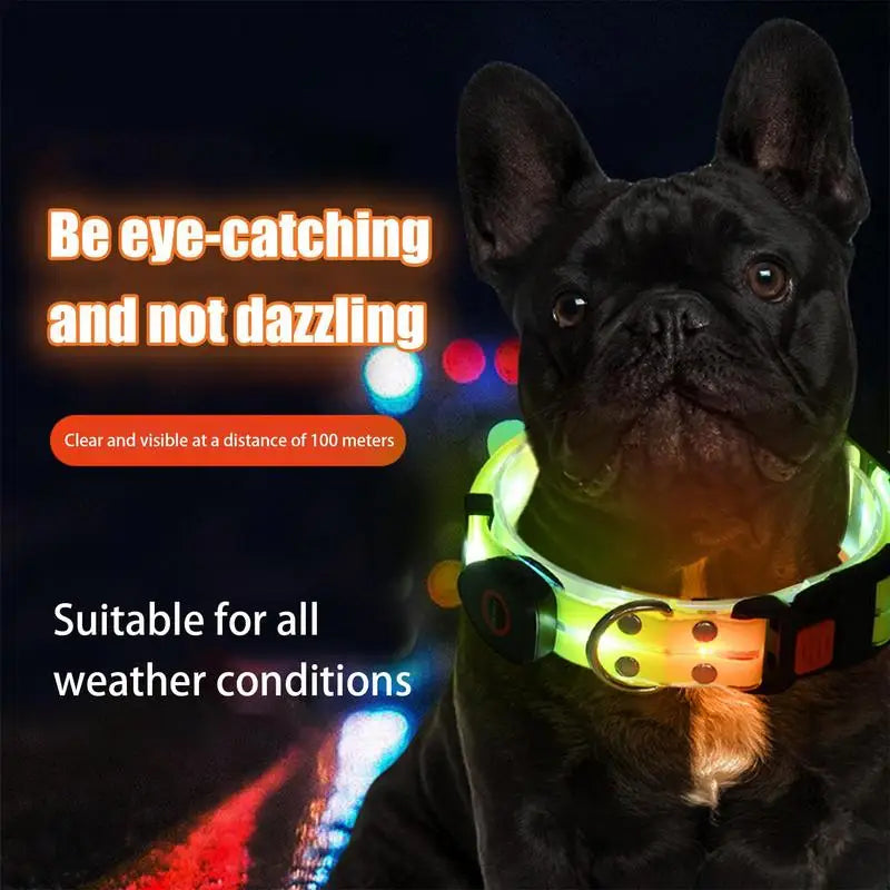 LED Light Up Dog Collar on a dog at night, visible from 100 meters, suitable for all weather conditions.