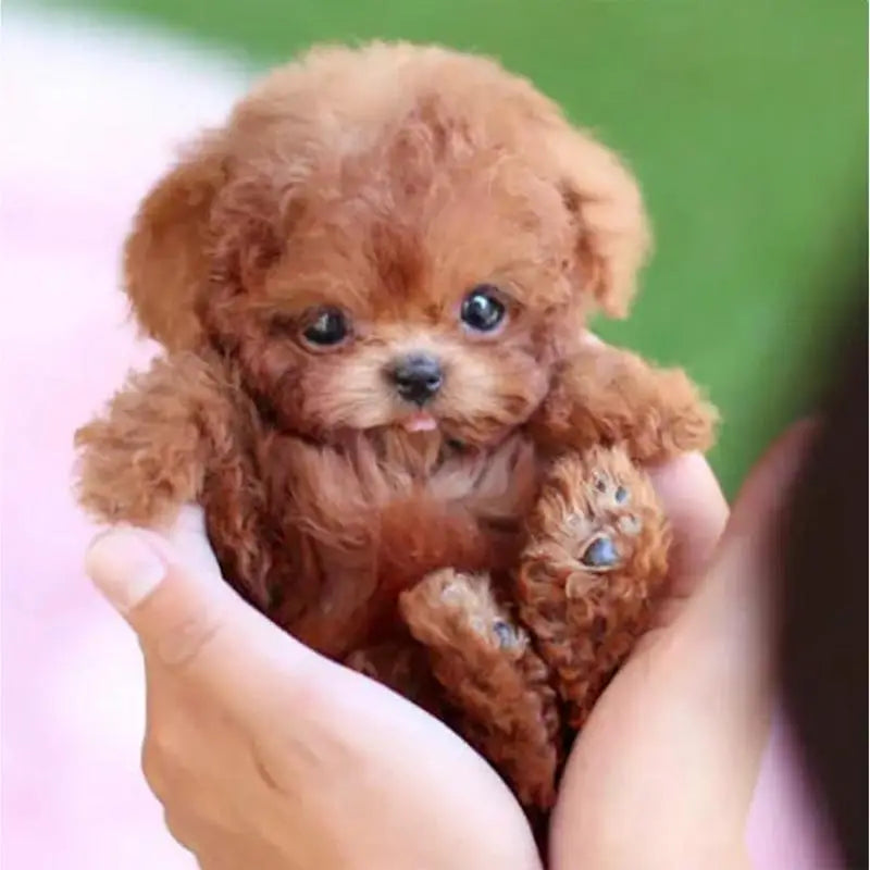 Robot Puppy Interactive Plush Pet Kids Toys Robot Dog Pet Plush Interactive Realistic Puppy Dog Toy Walking Barking Wagging Tail