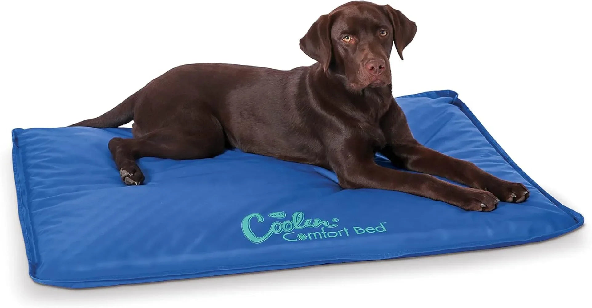 Large blue cooling mat for dogs, featuring a chocolate Labrador resting on it, providing orthopedic support and soothing relief.