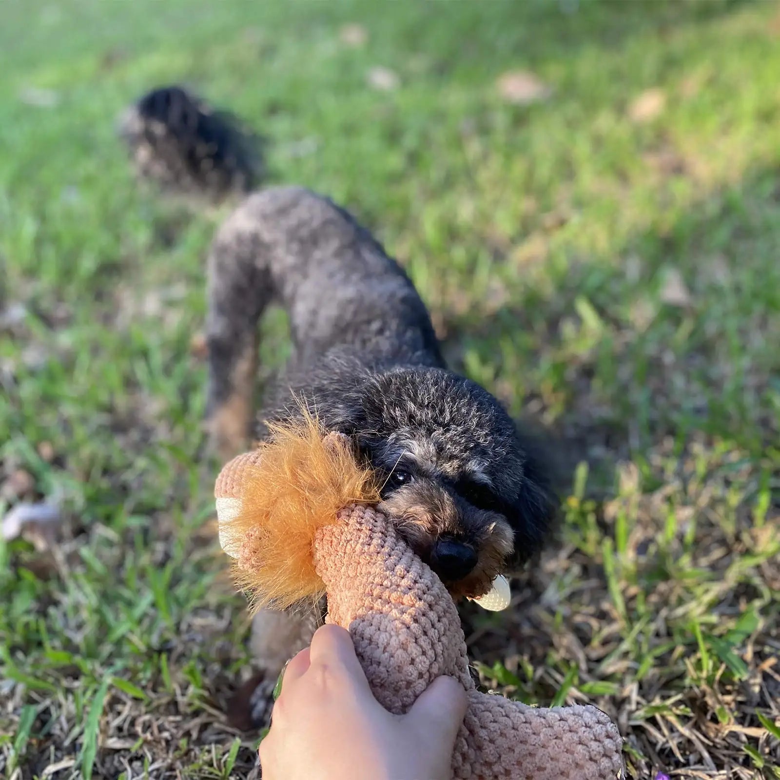 Pet Dog toy Plush Lion shape Training Improve IQ Dog chew toy Durable Puppy toy not boring Dog Accessories