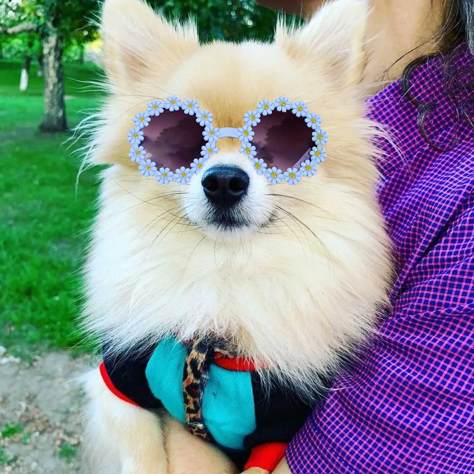 Fluffy dog wearing flower-shaped sunglasses as pet accessory.
