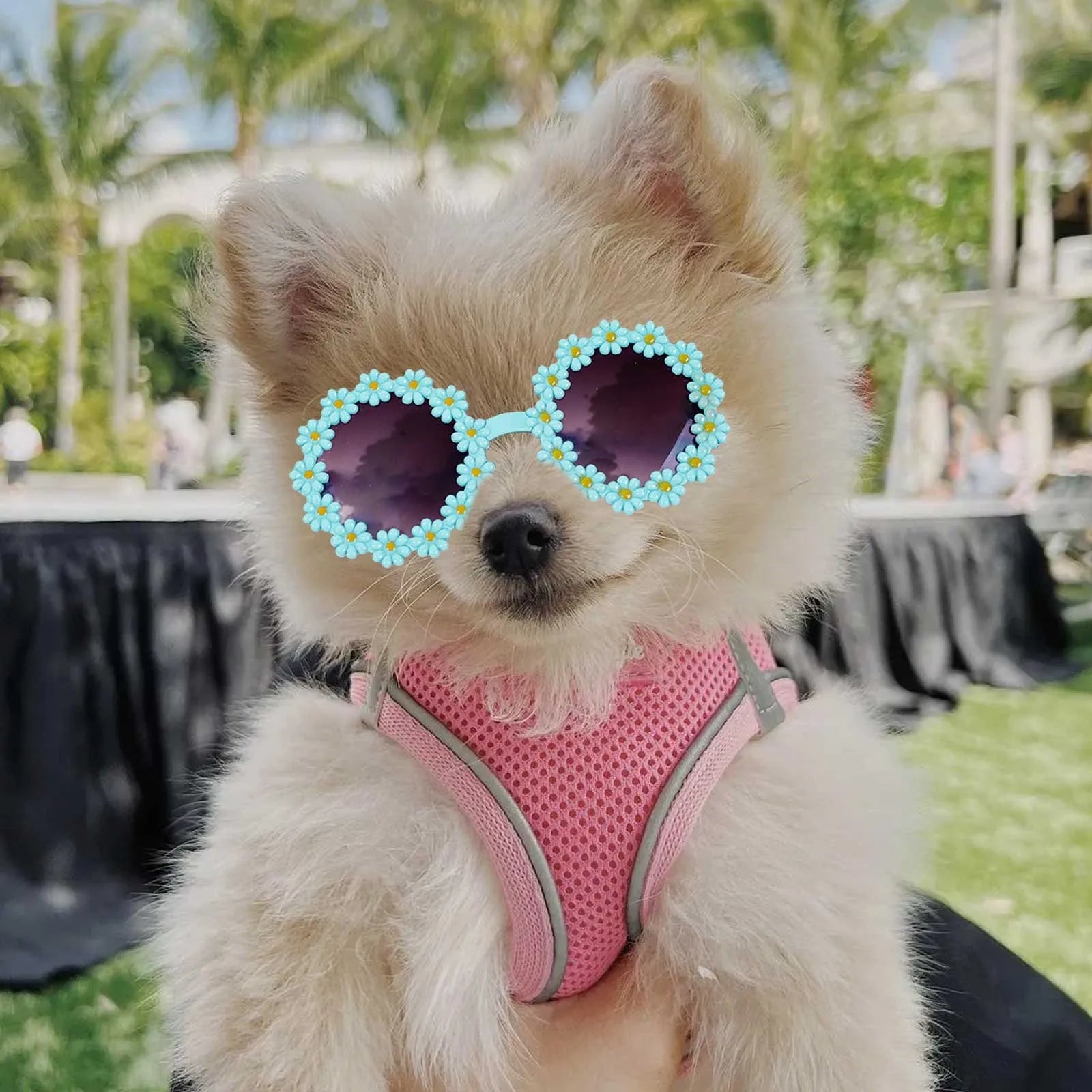 Pet Accessories Flower Sunglasses Circular Role Playing Glasses Photo Props Glasses For Cats And Small And Paracord Dog Leash