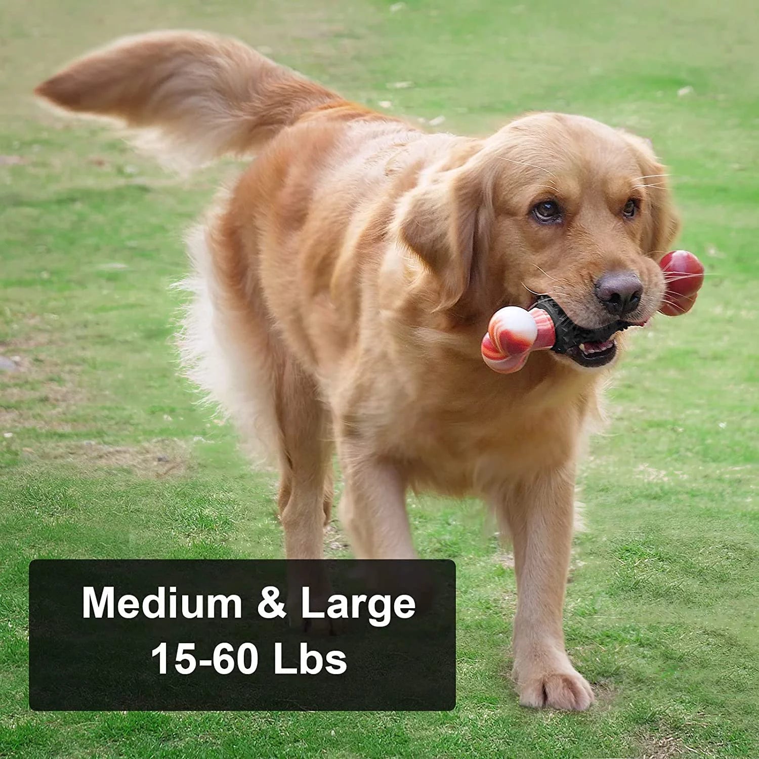 Golden retriever playing with indestructible bone chew toy for medium and large aggressive chewers.